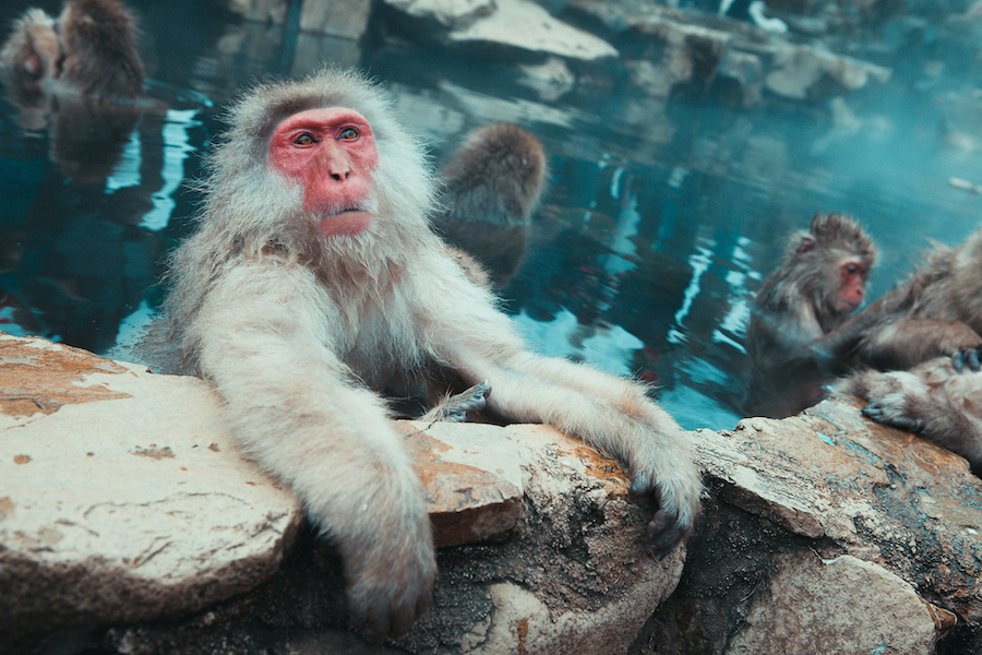 monkeys in onsen